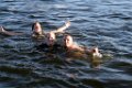 LaMere 100704-461
