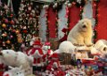 KerstClip 101208-117
